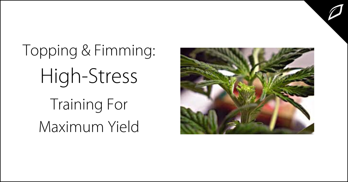 Topping Vs. Fimming High Stress Training For Maximum Yield Growlink